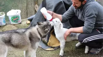 Oğlak ile Köpeğin Dostluğu