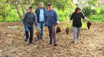 Aç Kalan Sokak Köpekleri 100 Tavuğu Telef Etti