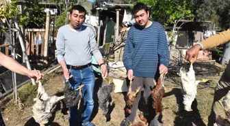 Sokak Köpeklerinin Kümes Hayvanlarını Telef Ettiği İddia Edildi