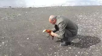 Tedavisi Tamamlanan Angut Kuşu, Doğaya Bırakıldı