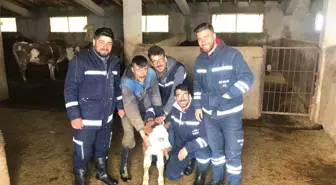 Doğum Yapmakta Zorlanan İneğin İmdadına Vedaş Ekipleri Yetişti