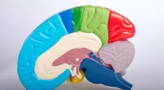 Hipofiz Hastalıkları İçin Doktorlar Bir Arada Çalışmalı'