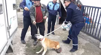 Karnında 3,5 Kilo Kist Olan Sokak Köpeği Sağlığına Kavuştu