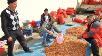 Tohumluk Soğan Fiyatları Yükseliyor