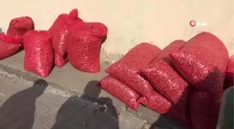Tohumluk Soğan Fiyatları Yükseliyor