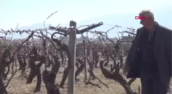 Manisa 10 Yıl Emek Verdiği Bağındaki Asmaları Bir Gecede Kestiler