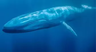 Van'da Yaşanan 'Mavi Balina' Olayı, Daha Ağır Sonuçlar Doğmadan Önlenmiş