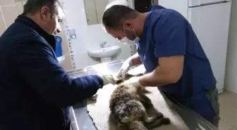 Köpeklerin Saldırdığı Yavru Tilki Kurtarıldı