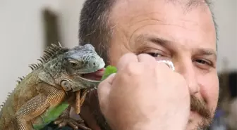 5 Yıldır Beslediği İguana En Yakın Arkadaşı Oldu