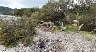 Akbük Sahilinde Ağaç Katliamı