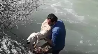 Hurman Çayı'nda Mahsur Kalan Koyunu Öğretmen Kurtardı