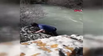 Kahramanmaraş Hurman Çayı'nda Mahsur Kalan Koyunu Öğretmen Kurtardı