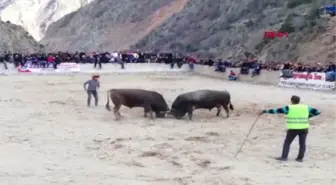 Erzurum Boğa Güreşinde Heyecandan Kalbi Durdu