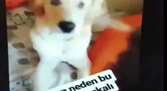 Köpeğin Gözüne Deodorant Sıktı !