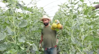 Türkiye'nin İlk Kavun Hasadı Mersin'de Başladı