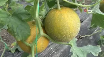 Yılın İlk Kavun Hasadı Mersin'de Başladı