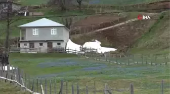 Mor Yayla'nın Mavi Yıldız Çiçekleri Kendini Göstermeye Başladı