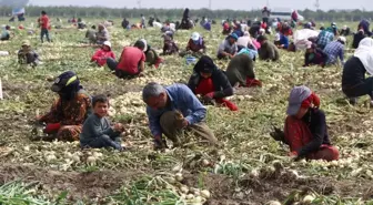 Adana'da Turfanda Soğan Hasadı Başladı, Fiyatlar Yarı Yarıya Düşecek