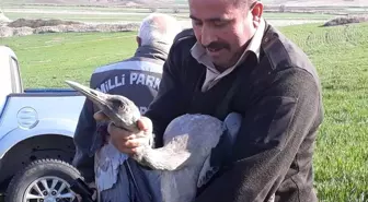 Yaralı Turna Tedavi Edilip Doğaya Salındı