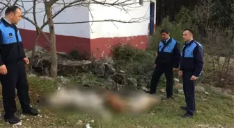 Zehirledikleri Köpekleri Ormana Attılar
