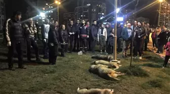 Denizli Barosu'ndan Hayvan Katliamına Tepki