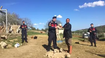 Çalınan Kangal Köpeği ve Kuzular Bulundu