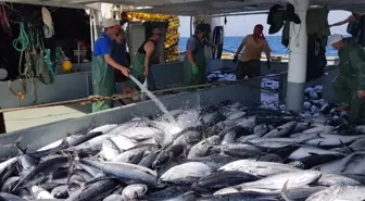 Ordulu Balıkçılar: '15 Nisan'dan Sonra Tezgahlardaki Bolluk Devam Edecek'