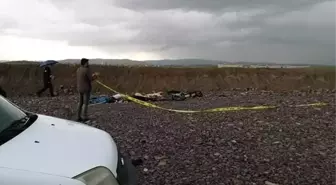 Ankara'da Yine Köpek Katliamı