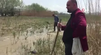 Baraj Çekildi Binlerce Balık Kıyıya Vurdu