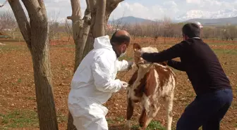 Kahramanmaraş'ta Şarbon Karantinası