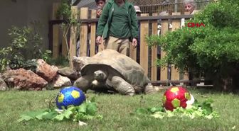 Kocaeli 99'uncu Doğum Gününü Kutlayan Dev Kaplumbağanın Tahmini Galatasaray