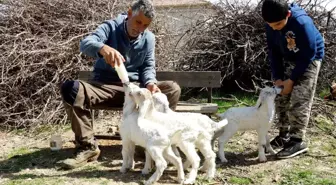 Oğlaklarına Bebekler Gibi Bakıyor