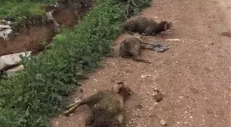 Sokak Köpekleri Koyunları Telef Etti