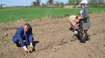 Bafra Ovası'nda Örtü Altı Karpuz ve Kavun Ekimleri Başladı