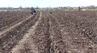 Bafra Ovası'nda Örtü Altı Karpuz ve Kavun Ekimleri Başladı