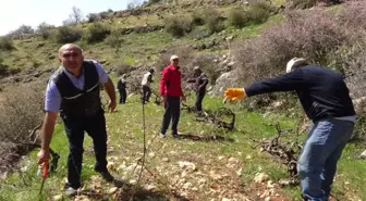 Gercüş'te Bağ Budama Dönemi Başladı