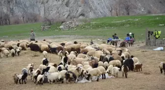 Hakkari'deki Besiciler Zor Durumda