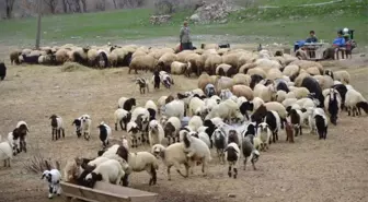 Hakkari'deki Besiciler Zor Durumda