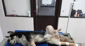 Kazada Yaralanan Köpek Tedavi Altına Alındı