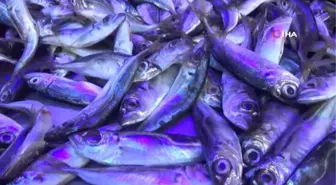 1 Eylül'e Kadar Sürecek Av Yasağı Öncesi Balık Tezgahları Hareketlendi