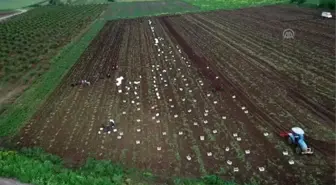 Çukurova'da Turfanda Patates Hasadına Başlandı - Adana