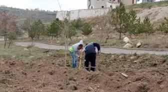 İncesu'da 1000 Sedir Fidanı Dikildi