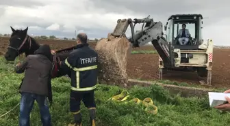 Şanlıurfa'da Sulama Kanalına Düşen At Kurtarıldı