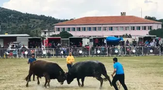 Akçaova 4. Boğa Güreşi Şenliği Düzenlendi