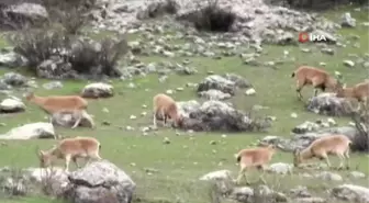 Dağ Keçileri Sürü Halinde Otlarken Görüntülendi