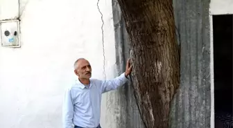 Gövdesi Evinin İçinde Kalan Baba Hatırası Ağaca Kıyamıyor