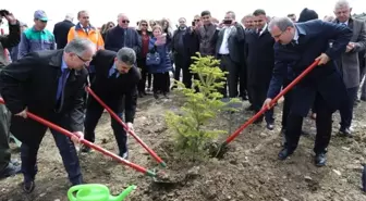 Maden Sahasına Sedir