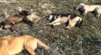 Ankara'da 4 Köpek Daha Zehirlenerek Telef Edildi