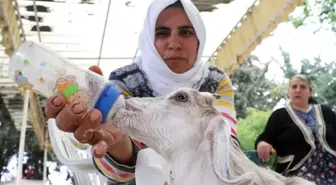 Annesi Ölen Keçiyi Bebekleri Gibi Besliyorlar