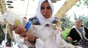 Annesi Ölen Keçiyi Bebekleri Gibi Besliyorlar